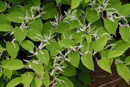 Japanese Knotweed: An Ancient Plant with Modern Benefits for Dogs & Cats