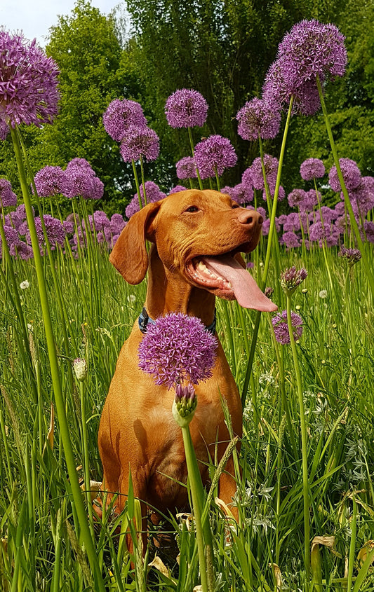 Why Should Your Dog Be More Plant Based?