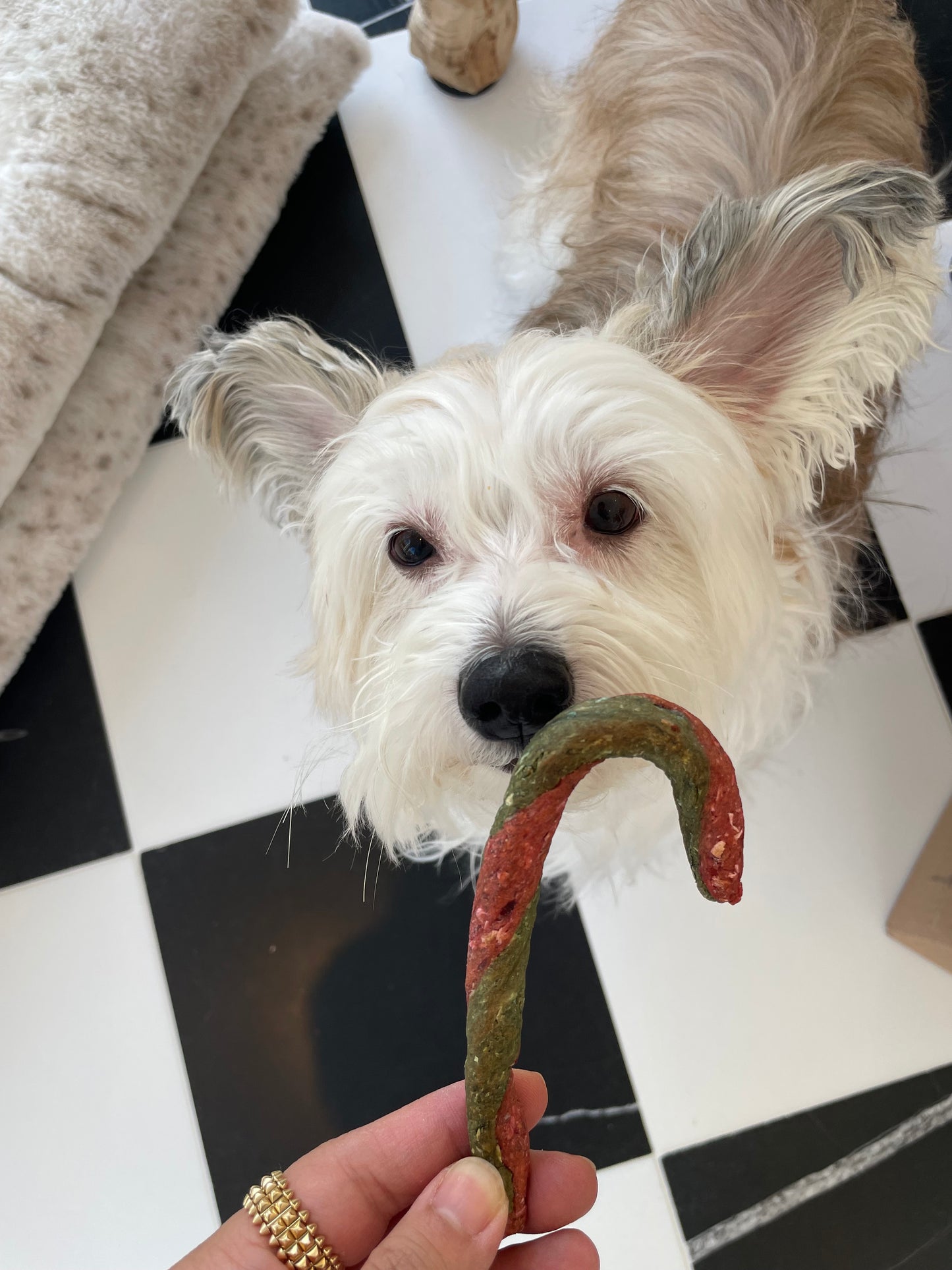Pupcane