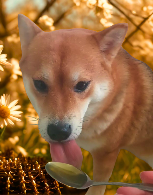The Bee's Knees: Honey's Benefits for You/r Dog!