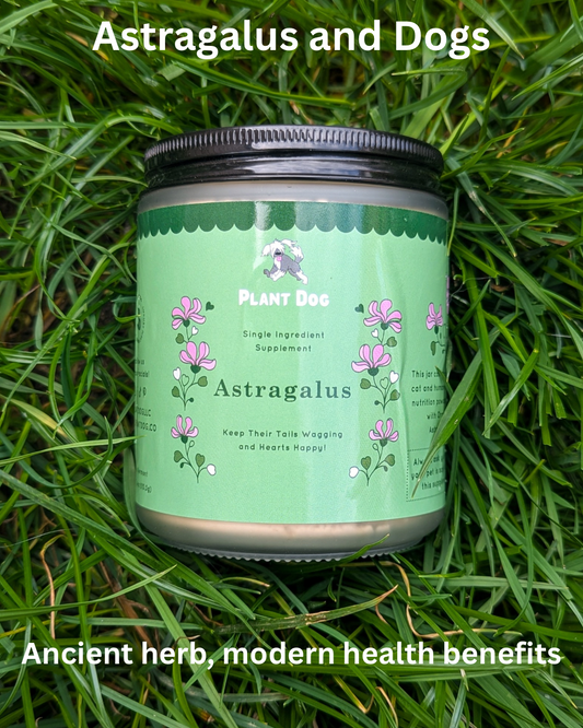 Astragalus and Dogs: Ancient herb, modern health benefits.