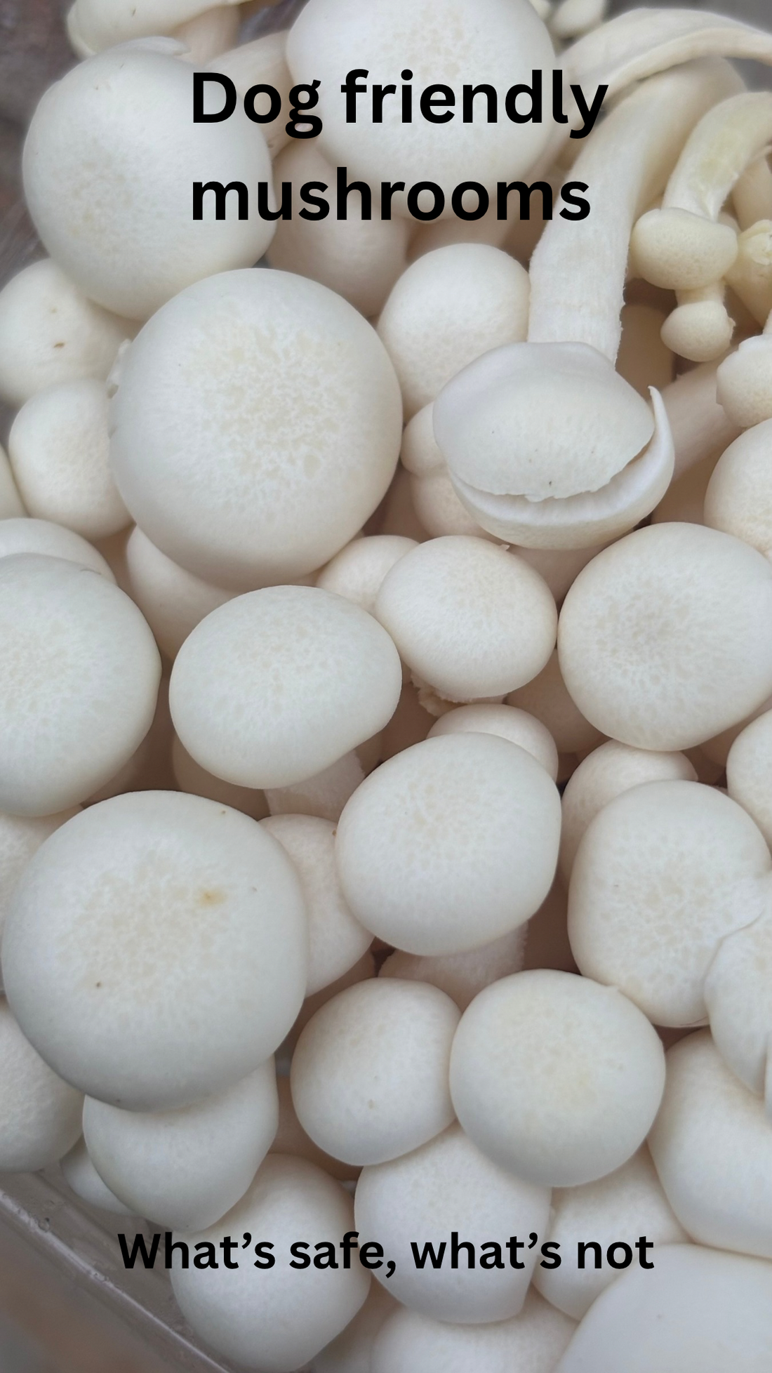 Dog Friendly Mushrooms: What’s Safe, What’s Not, and What Every Pet Parent Should Know