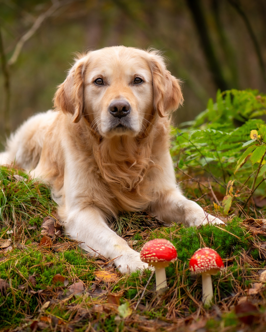 Reishi Puppies?