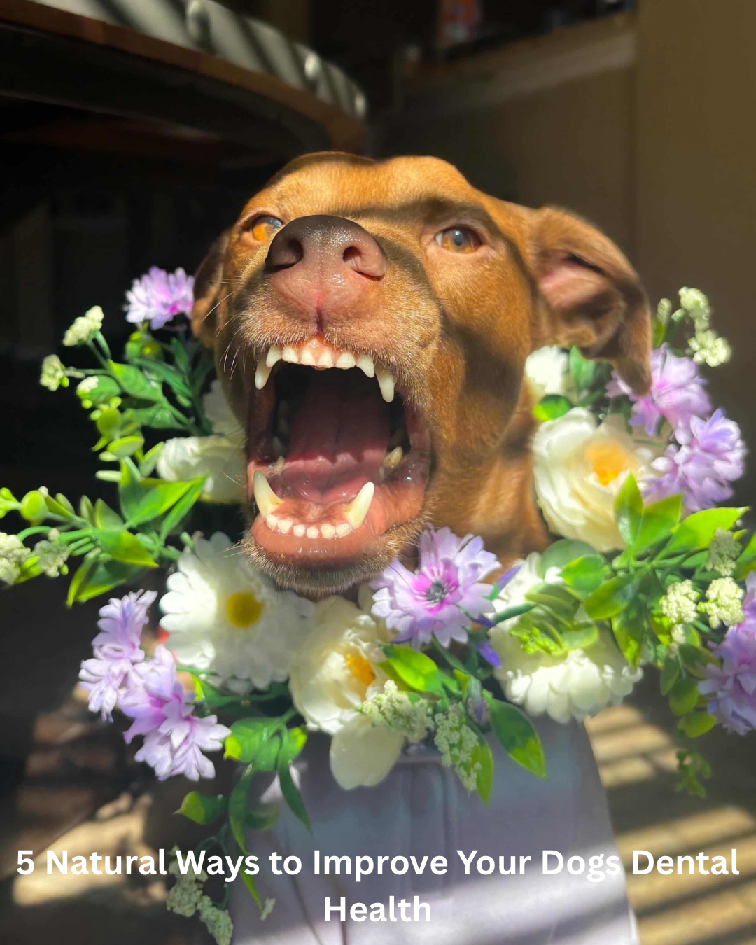 5 Natural Ways To Improve Your Dogs Dental Health