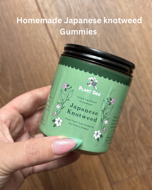 Homemade Japanese Knotweed Gummies For Dogs