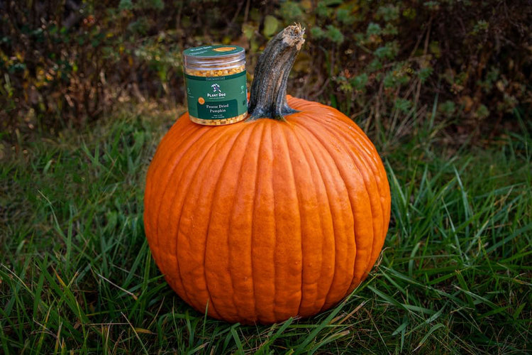 FALL/HALLOWEEN