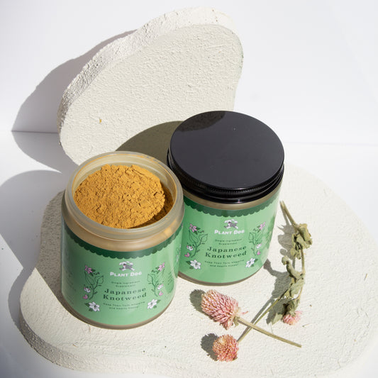 Japanese Knotweed Powder