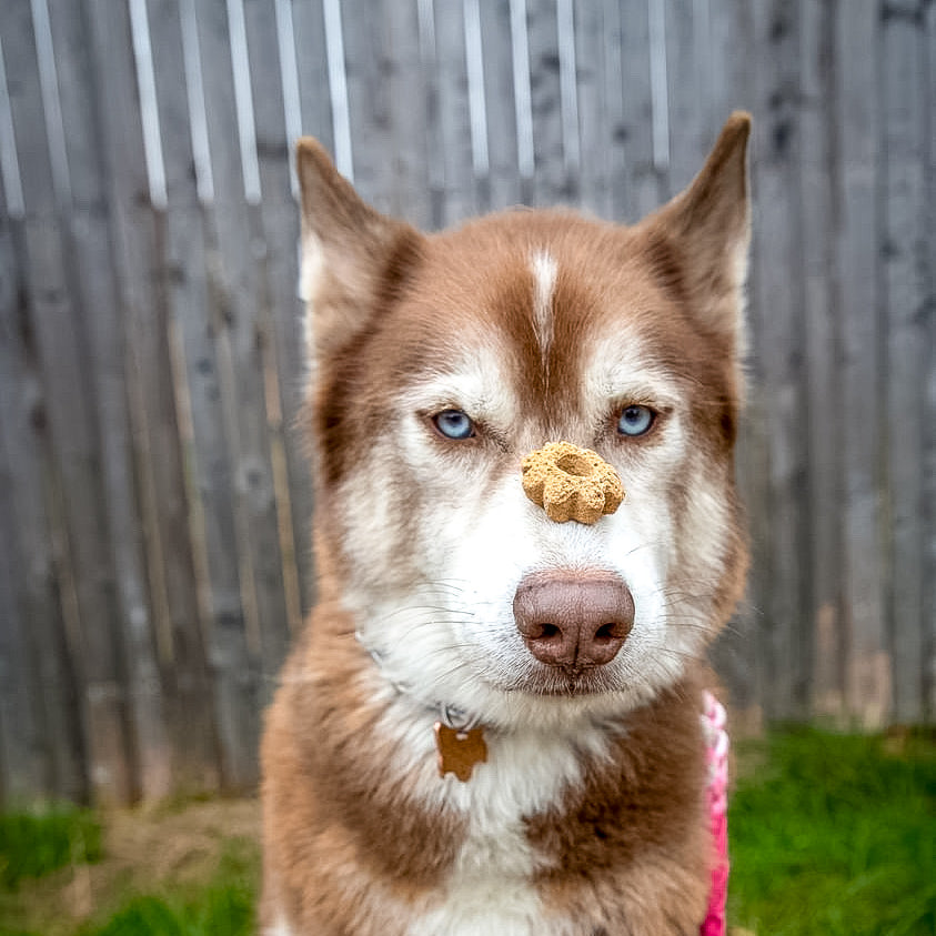 Limited Edition Biscuits